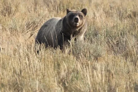 Trail Walker Injured by Bear in Yellowstone Transported to Hospital