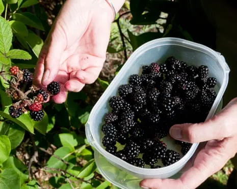 In Search Of: Scrumptious Baked Goods to Make Use Of a Surplus of House-Made Jam