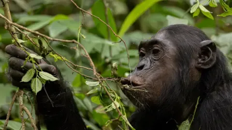 Apes Drinking an Amount Equal of One Lager Each Day from Ripe Produce, Study Reveals