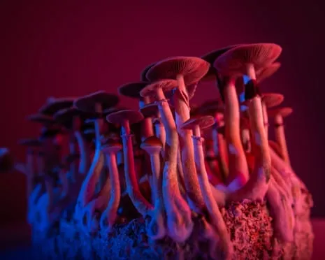 Regarding Substances by the Author: An Intellectual Guide into Psychedelics