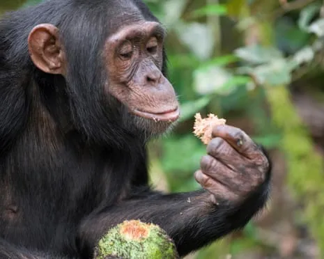 Chimpanzees Ingest Everyday Ethanol Equivalent to a Beer from Ripe Fruit